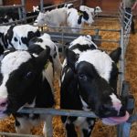 Coronavirus Ministers launch hardship fund for dairy farmers