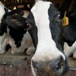 Coronavirus hardship package for Wales dairy farmers