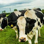 Europe rebuked for unfair dairy trade practices