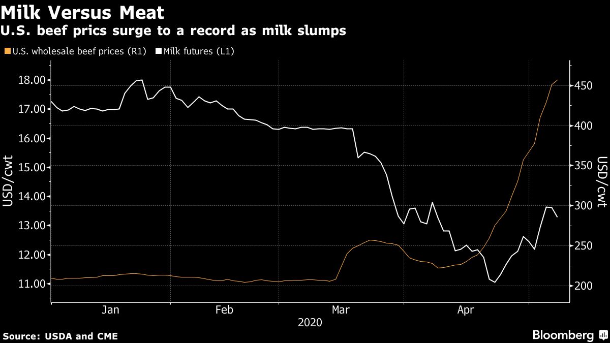 More Milk Cows Are Ending Up as Hamburgers in Latest Virus Twist