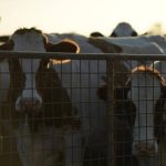 Warning over Australias fresh milk supply