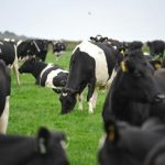 Welcome for 10000 Wales dairy farm help scheme