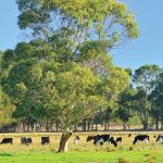 Australian dairy processors forced to publish milk contracts online