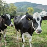 Changes to hardship scheme could impact hardest hit dairy farmers