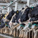 Complex Process to Determine Fate of California Dairy Quota Continues