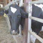 Coronavirus wreaks havoc on community dairy farms