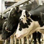 Dairy Brain project asks farmers to help create smarter dairies