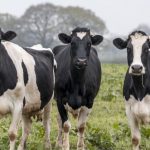 Federal grants for dairy farmers