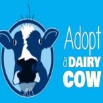 Help give milk to people in need through the Adopt a Dairy Cow campaign