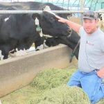 Historic Huls Dairy sells its milking cow herd