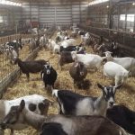 Iowa dairy goat survey shows potential for growth and improvement