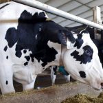 National dairy traceability launches this fall