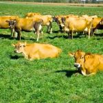 New Grants Available To Support Dairy Farmers