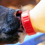 New Study Supports Value of Feeding Transition Milk