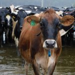 Reducing dairy cow lameness in wet weather