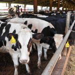 States dairy farms provide food security