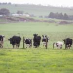 ACCCs new dairy code warning