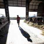 As Presidential Candidates Make Their Pitch To Americas Dairyland Farmers Divided On Whether Trump Has Helped Ag