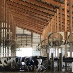 Dairy Farmers Find Ways To Help Cows