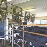 Dairy farmers find ways to help cows 1