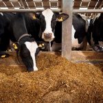 Dairy farms race to stay ahead of rising production costs