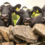 Dairy margins increase almost 25 per cent in 10 years