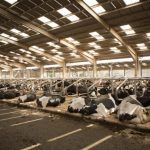 Fears for dairy herds