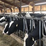 Idaho dairy industry encouraged by higher prices