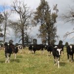 Improved conditions boost farmer confidence and milk production amidst COVID 19 uncertainty