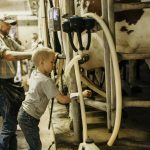 Minnesotas dairy farms struggle to break even but provide major boost to states economy