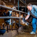 The pandemic has soured the Maine dairy industrys optimistic outlook for 2020