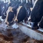 USDA funds study of dairy cattles environmental footprint