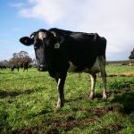 Brownes to make cheese in WA again but some fear it wont save dairy industry