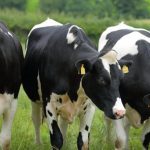 Calling all UFU dairy farmers to engage