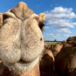 Camel milk farmer Megan Williams about to experience her biggest calving season yet