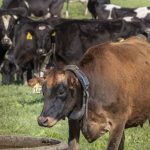 Collars on cows virtual fences the future of dairy farming hits Waikato