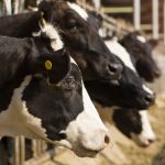 Coronavirus Defras dairy hardship fund sees poor uptake