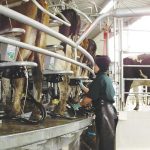 Covid comeback spooks latest dairy auction