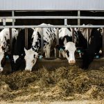 Dairy consolidation to continue