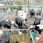 Dairy farmers latest blow after pandemic