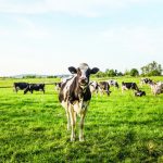 Dal AC to offer high performance dairy herd certificate