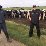 Data finds dairy cows worth more