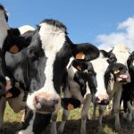 DataVat dairy genetic data on tap