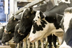 Despite economy, survey says dairy farmers remain optimistic