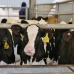 Digital dairy looks for marginal gains on the farm