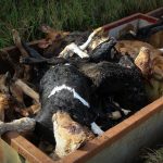 Discarded Dairy Calf Corpses Left To Rot On Public Land In Taranaki