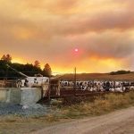 Farmers ranchers caught up in massive California wildfires