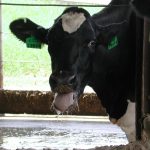 Heat Stress Impacts More than Feed Intake