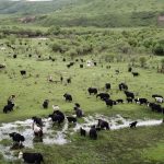 Increased yak milk production raises income