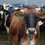 Live dairy cattle export agreed to but sector faces big issues